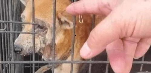 向死而生二狗爆料最新,揭秘娱乐圈不为人知的真相  第2张