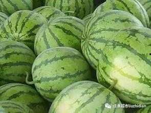 如何免费吃瓜,轻松解锁瓜界盛宴 第2张 如何免费吃瓜,轻松解锁瓜界盛宴 第2张