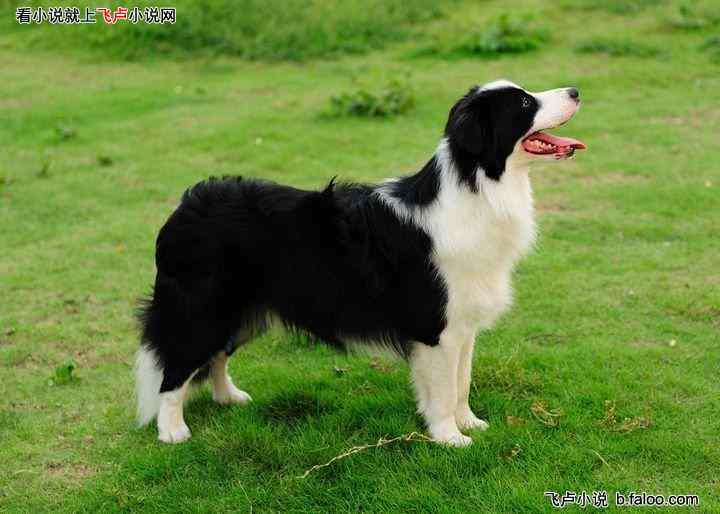 娱乐吃瓜酱牧羊犬,揭秘牧羊犬背后的故事  第2张