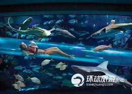 鲨鱼爆料赌城视频播放全集,鲨鱼爆料视频全揭秘