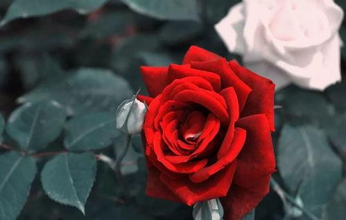 红玫瑰白玫瑰在线观看,情感纠葛的悲喜人生 第3张 红玫瑰白玫瑰在线观看,情感纠葛的悲喜人生 第3张