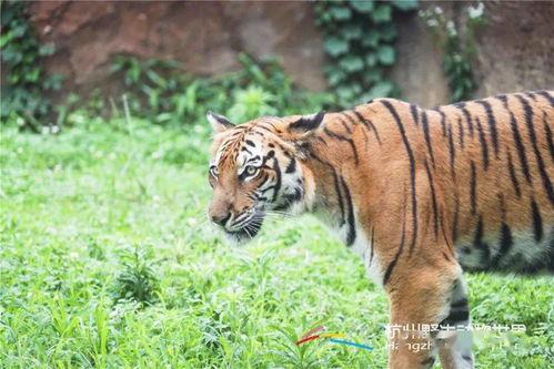 掠食猛兽爆料视频大全集,揭秘大自然生死较量 第2张 掠食猛兽爆料视频大全集,揭秘大自然生死较量 第2张