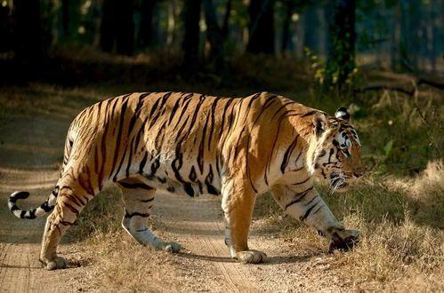 掠食猛兽爆料视频大全集,揭秘大自然生死较量 第3张 掠食猛兽爆料视频大全集,揭秘大自然生死较量 第3张