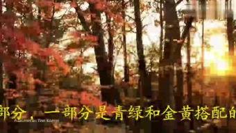 美妙的春天秋天全集在线观看,美妙的四季之旅