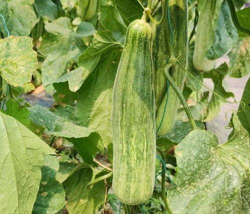 保定理工吃瓜网红,吃瓜群众眼中的校园风云人物  第3张