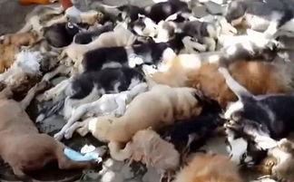 印尼巴厘岛爆料视频播放,揭秘神秘岛国风情与真实生活