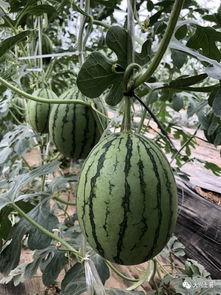 网红吃瓜平台,娱乐圈幕后真相大曝光  第3张